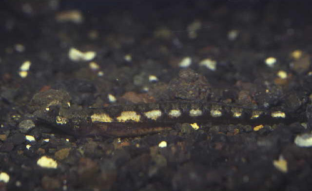 Limnichthys fasciatus